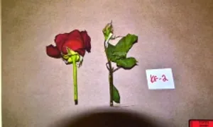 Bí ẩn sau những cánh hồng đỏ ở hiện trường án mạng Bí ẩn sau những cánh hồng đỏ ở hiện trường án mạng